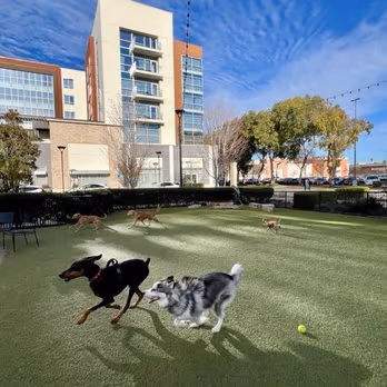 Village Green Dog Park